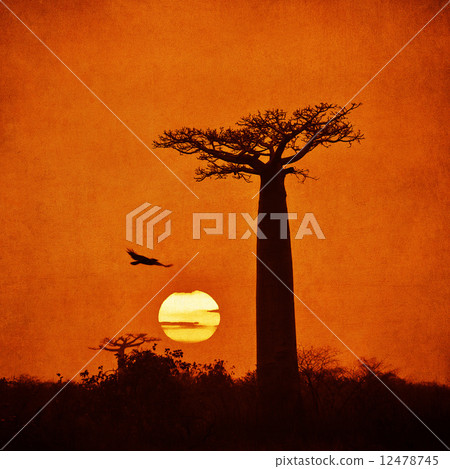 Vintage image of Baobab 12478745