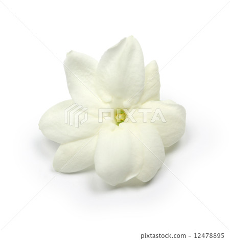 Arabian Jasmine Flower Arabian Jasmine Flower 12478895