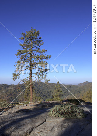 Sequoia National Park in autumn Sequoia National Park in autumn 12478917