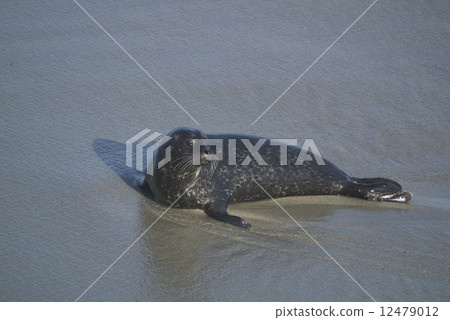 Seal of La Jolla 12479012