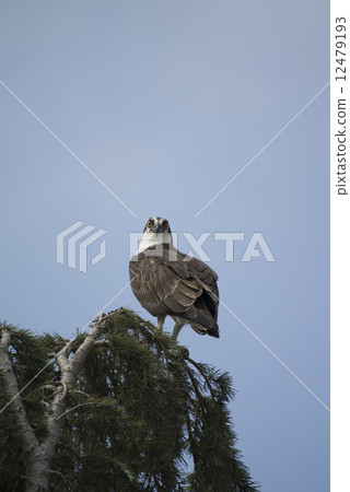 加州魚鷹 12479193