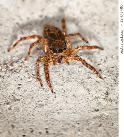 Close up of small brown spider Salticidae 12479490