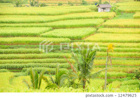 Rice terraces of Bali Island, Indonesia Rice terraces of Bali Island, Indonesia 12479625