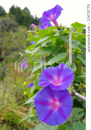 Ryukyu morning glory Ryukyu morning glory 12479779