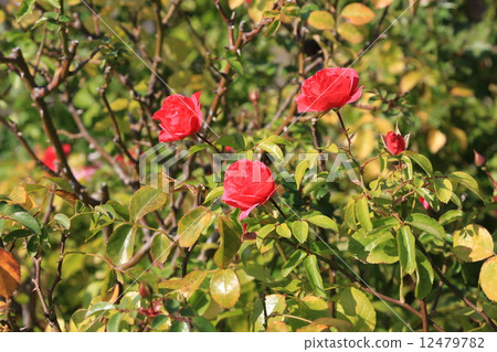 Red flower rose · Elbe Sean 12479782