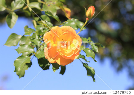 黃玫瑰花·撒哈拉'98 12479790