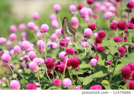 Aosujijegeha on a colorful thunbert flower Aosujijegeha on a colorful thunbert flower 12479866