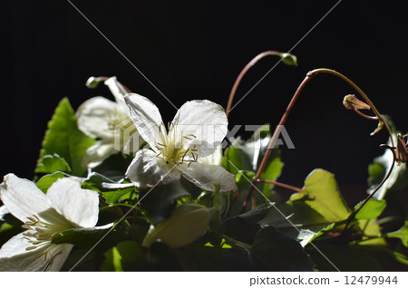 威靈仙 威靈仙 12479944