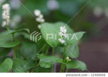 我的千果之花 我的千果之花 12480008