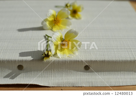 Winter Cosmos 12480013