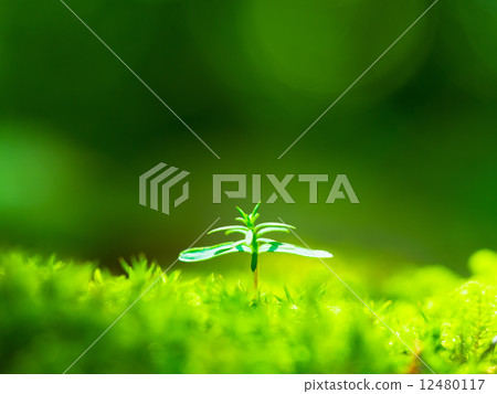 檜木的萌芽 檜木的萌芽 12480117