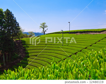 宇治茶村 12480119