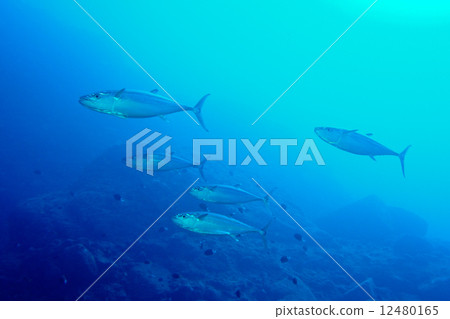 Flock of Isomagro 12480165