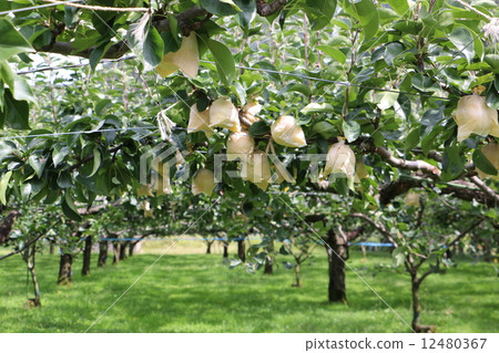 梨皮在二十世紀梨的果園2014.09.20 12480367