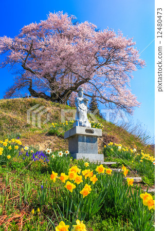 Narcissus和Matsuri Sakura 12480473