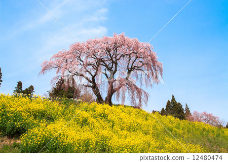 Cherry blossoms of Serigasawa 12480474