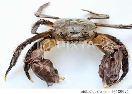 Mozuki crab 12480675
