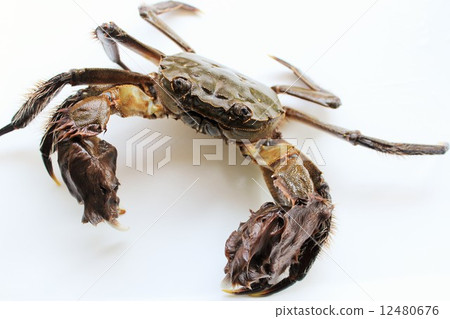 Mozuki crab Mozuki crab 12480676