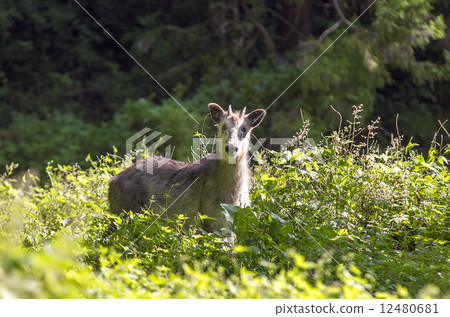 japanese serow, wild animal 12480681