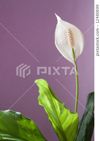 空間主義1 12480699