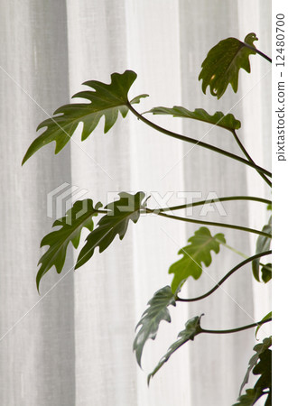 笑翠鳥 笑翠鳥 12480700