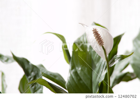 Spatistime 3 Spatistime 3 12480702