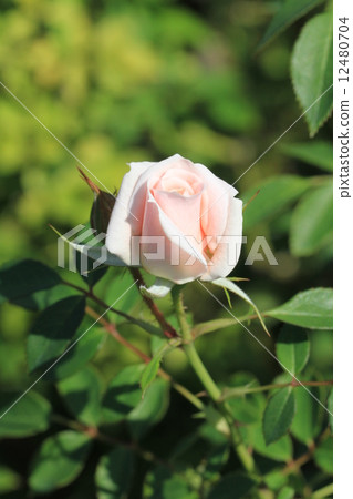 開始綻放的淺桃色迷你玫瑰的花·Koyaku 12480704