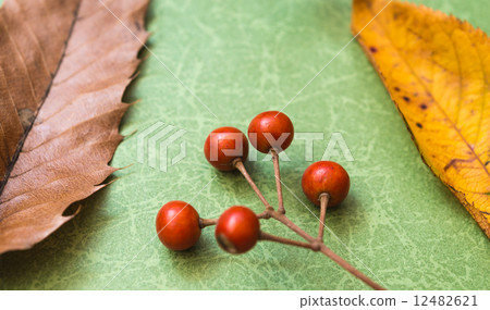 死葉落下的李動物秋天 12482621