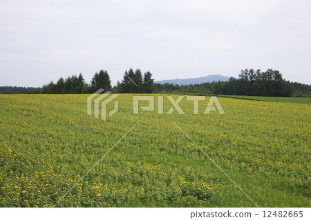 Earth of Mikasa Earth of Mikasa 12482665