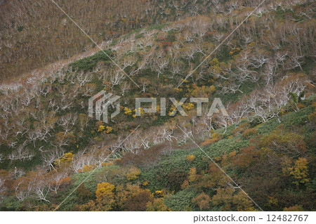 知床秋天 12482767