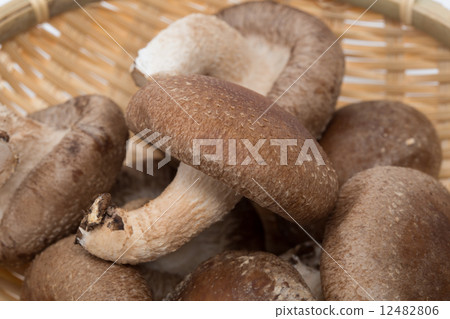 Shiitake mushroom 12482806