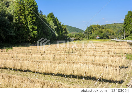 Scattered rice and rice fields 12483064
