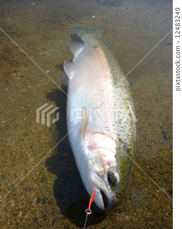 虹鱒魚鋼頭 12483249