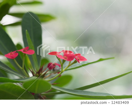 Beautiful Hanakilin with red bract 12483409