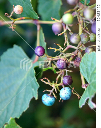 Coloring field grapes Coloring field grapes 12483422