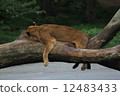 雌獅 12483433