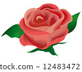 玫瑰和玫瑰 12483472