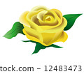 玫瑰和玫瑰 12483473