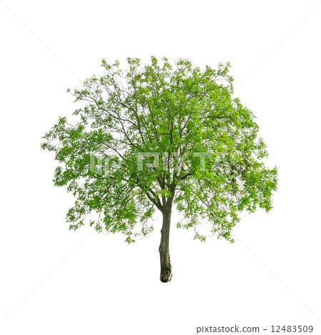 tree 12483509