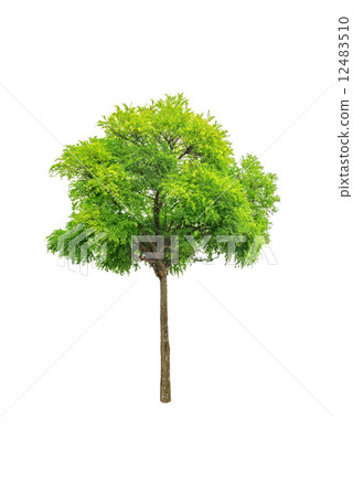 tree 12483510