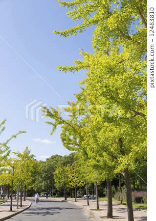 Gingko lined tree in Nagai park 12483810