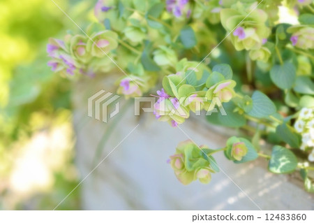 肯特美女 12483860