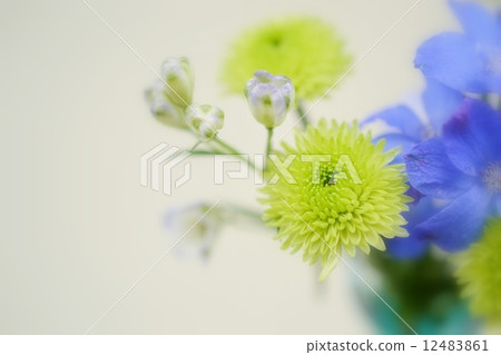 蓬蓬菊花 12483861