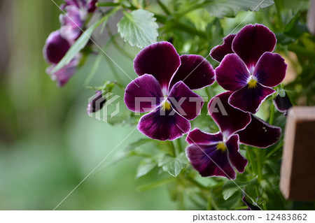 三色堇日食 12483862