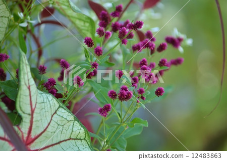 A thousand-day-old boy 12483863