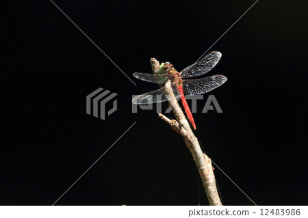 Creatures Insects Akiakane, male prey on Aoba-nagoromo. When mature matures the abdomen turns red Creatures Insects Akiakane, male prey on Aoba-nagoromo. When mature matures the abdomen turns red 12483986
