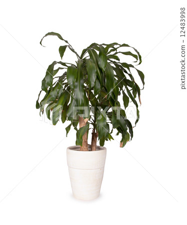 Yucca in a white pot 12483998