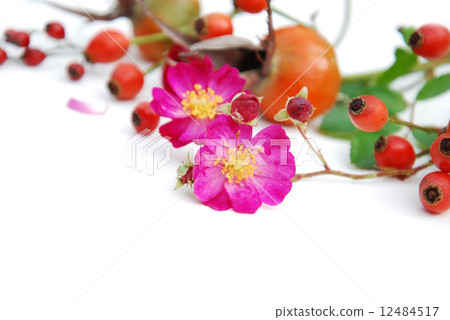 玫瑰和水果 12484517