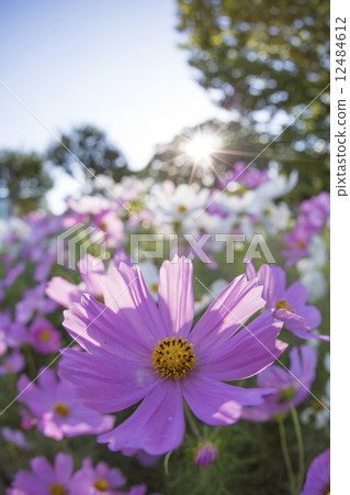 Cosmos flowers 12484612