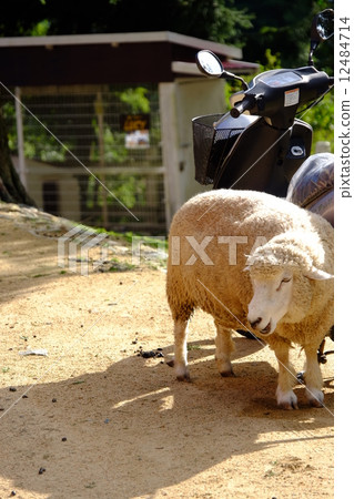 sheep  12484714